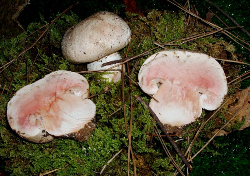 un MIX   per gli appassionati del Genere Agaricus